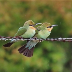 Merops ornatus at Tharwa, ACT - suppressed