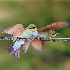 Merops ornatus at Tharwa, ACT - suppressed