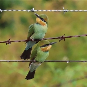 Merops ornatus at Tharwa, ACT - suppressed