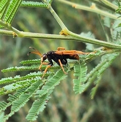 Pompilidae (family) (Unidentified Spider wasp) at Bungendore, NSW - 10 Jan 2025 by clarehoneydove