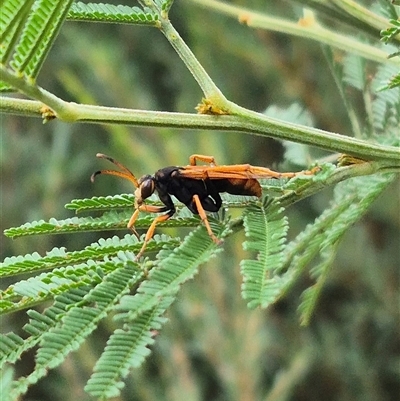 Cryptocheilus sp. (genus) (Spider wasp) at Bungendore, NSW - 10 Jan 2025 by clarehoneydove