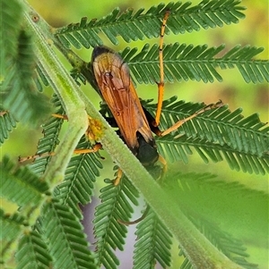 Cryptocheilus sp. (genus) at Bungendore, NSW - 10 Jan 2025