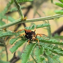 Cryptocheilus sp. (genus) at Bungendore, NSW - 10 Jan 2025