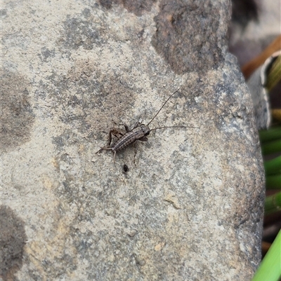 Bobilla aff. victoriae at Bungendore, NSW - 10 Jan 2025 by clarehoneydove