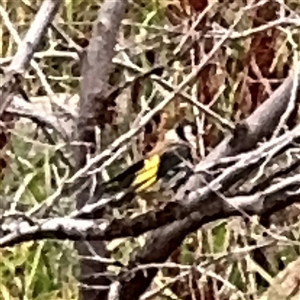 Carduelis carduelis (European Goldfinch) at Casey, ACT by Hejor1