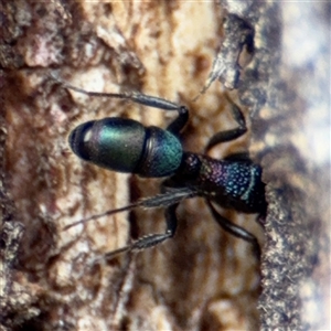 Rhytidoponera metallica at Casey, ACT - 10 Jan 2025 06:33 PM