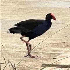 Porphyrio melanotus (Australasian Swamphen) at Casey, ACT - 10 Jan 2025 by Hejor1