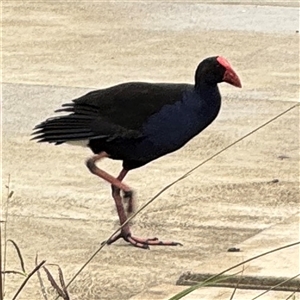 Porphyrio melanotus (Australasian Swamphen) at Casey, ACT by Hejor1