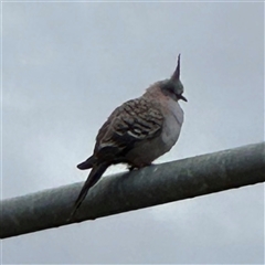 Ocyphaps lophotes (Crested Pigeon) at Casey, ACT - 10 Jan 2025 by Hejor1