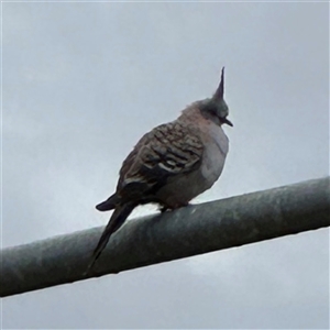 Ocyphaps lophotes (Crested Pigeon) at Casey, ACT by Hejor1