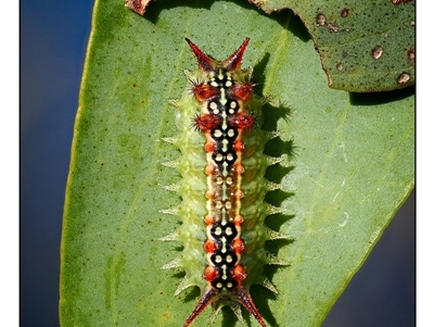 Doratifera quadriguttata (Four-spotted Cup Moth) at Kambah, ACT - 9 Jan 2025 by SimoneS
