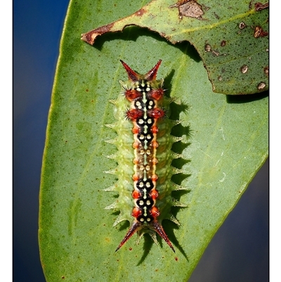 Doratifera quadriguttata (Four-spotted Cup Moth) at Kambah, ACT - 8 Jan 2025 by SimoneS