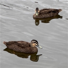 Anas superciliosa (Pacific Black Duck) at Casey, ACT - 10 Jan 2025 by Hejor1