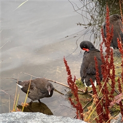 Gallinula tenebrosa (Dusky Moorhen) at Casey, ACT - 10 Jan 2025 by Hejor1