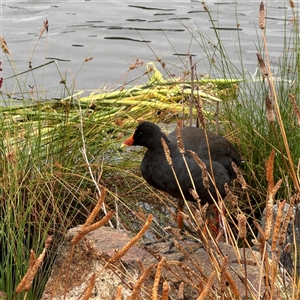 Gallinula tenebrosa at Casey, ACT - 10 Jan 2025