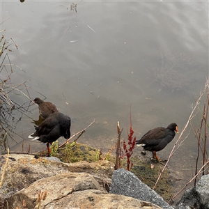 Gallinula tenebrosa at Casey, ACT - 10 Jan 2025