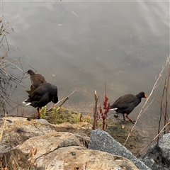 Gallinula tenebrosa at Casey, ACT - 10 Jan 2025