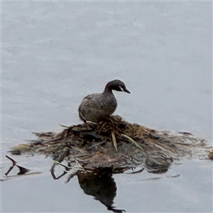 Tachybaptus novaehollandiae (Australasian Grebe) at Casey, ACT by Hejor1