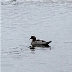 Chenonetta jubata (Australian Wood Duck) at Casey, ACT - 10 Jan 2025 by Hejor1