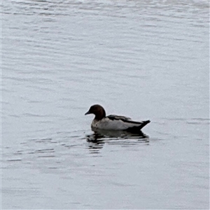 Chenonetta jubata (Australian Wood Duck) at Casey, ACT by Hejor1