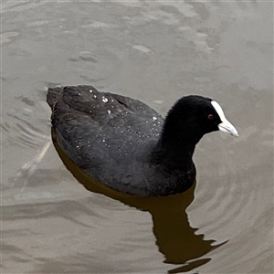 Fulica atra at Casey, ACT - 10 Jan 2025