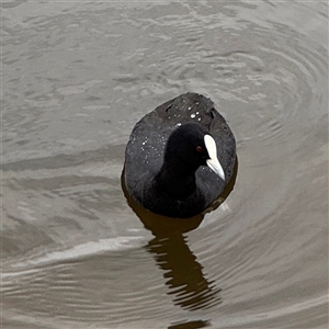 Fulica atra at Casey, ACT - 10 Jan 2025