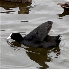 Fulica atra at Casey, ACT - 10 Jan 2025