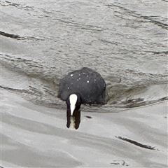 Fulica atra at Casey, ACT - 10 Jan 2025