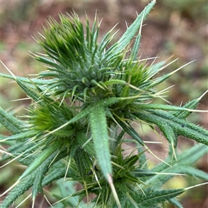 Cirsium vulgare (Spear Thistle) at Casey, ACT by Hejor1