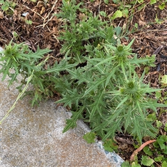 Cirsium vulgare at Casey, ACT - 10 Jan 2025 06:20 PM