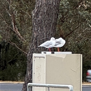 Chroicocephalus novaehollandiae at Casey, ACT - 10 Jan 2025