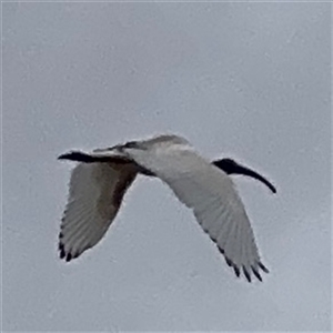 Threskiornis molucca at Casey, ACT - 10 Jan 2025