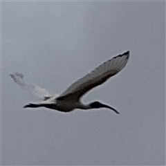 Threskiornis molucca at Casey, ACT - 10 Jan 2025