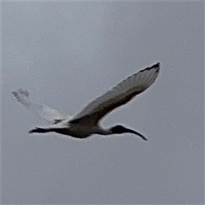 Threskiornis molucca at Casey, ACT - 10 Jan 2025