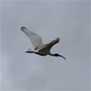 Threskiornis molucca at Casey, ACT - 10 Jan 2025