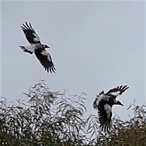 Gymnorhina tibicen (Australian Magpie) at Casey, ACT by Hejor1