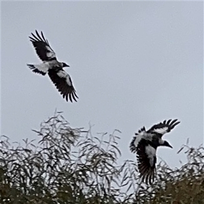 Gymnorhina tibicen (Australian Magpie) at Casey, ACT - 10 Jan 2025 by Hejor1