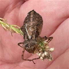 Anisoptera (suborder) at Casey, ACT - 10 Jan 2025 06:22 PM