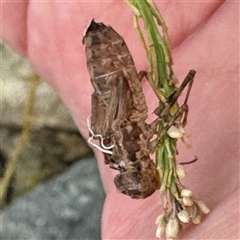 Anisoptera (suborder) at Casey, ACT - 10 Jan 2025 06:22 PM