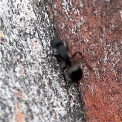 Polyrhachis sp. (genus) (A spiny ant) at Casey, ACT - 10 Jan 2025 by Hejor1