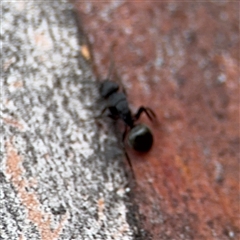 Polyrhachis sp. (genus) at Casey, ACT - 10 Jan 2025 06:29 PM