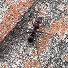 Iridomyrmex purpureus (Meat Ant) at Casey, ACT - 10 Jan 2025 by Hejor1