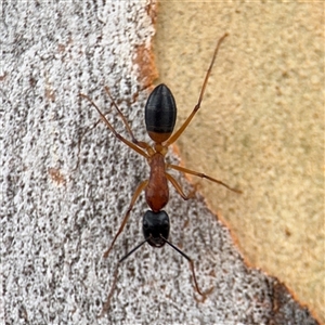 Camponotus consobrinus at Ngunnawal, ACT - 10 Jan 2025 06:29 PM