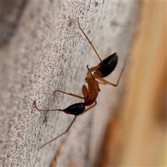 Camponotus consobrinus at Ngunnawal, ACT - 10 Jan 2025 06:29 PM