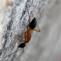 Camponotus consobrinus at Ngunnawal, ACT - 10 Jan 2025 06:29 PM