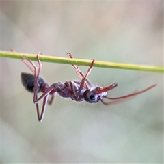 Myrmecia simillima (A Bull Ant) at Casey, ACT - 10 Jan 2025 by Hejor1