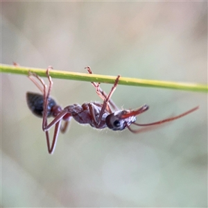 Myrmecia simillima at Casey, ACT - 10 Jan 2025 06:34 PM