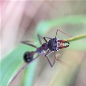 Myrmecia simillima at Casey, ACT - 10 Jan 2025 06:34 PM