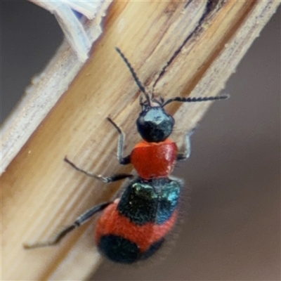 Dicranolaius cinctus (Notched-leg Red & Blue Flower Beetle) at Casey, ACT - 10 Jan 2025 by Hejor1