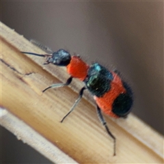 Dicranolaius sp. at Casey, ACT - 10 Jan 2025 06:36 PM